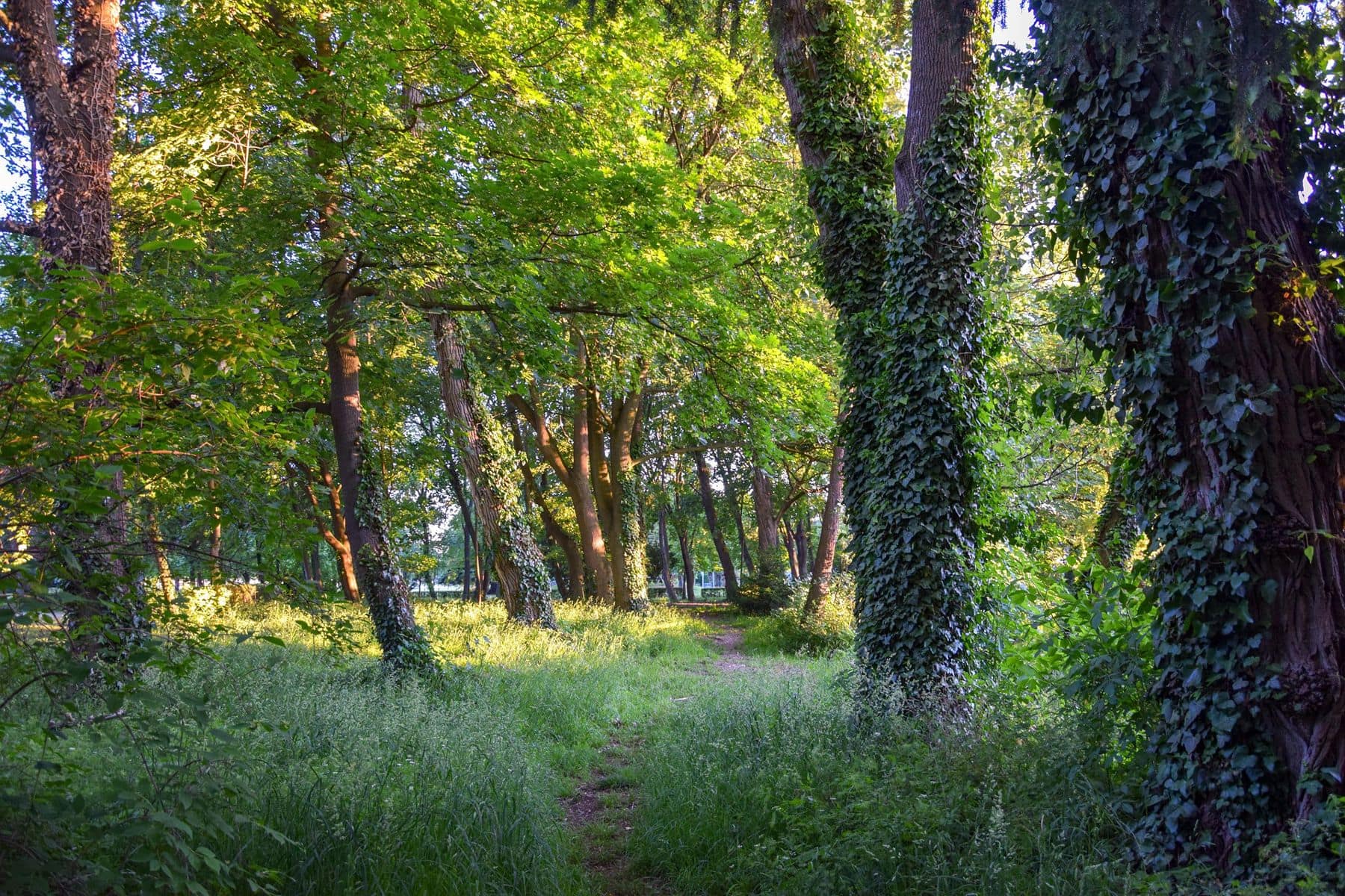 Wie die Natur uns glücklich und gesund macht